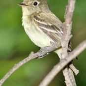 Pacific-slope Flycatcher